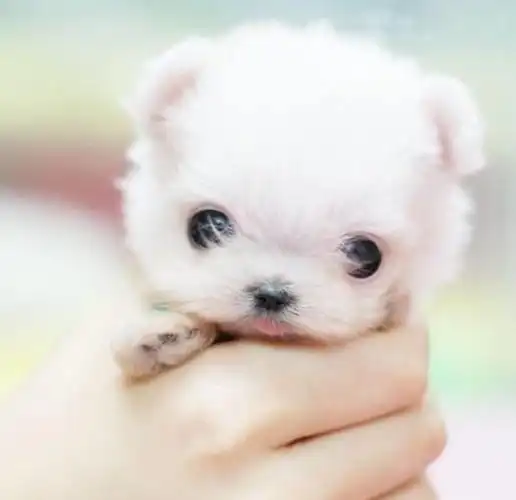 最小的狗排行榜前五名 第一名马耳他狗狗长什么样子