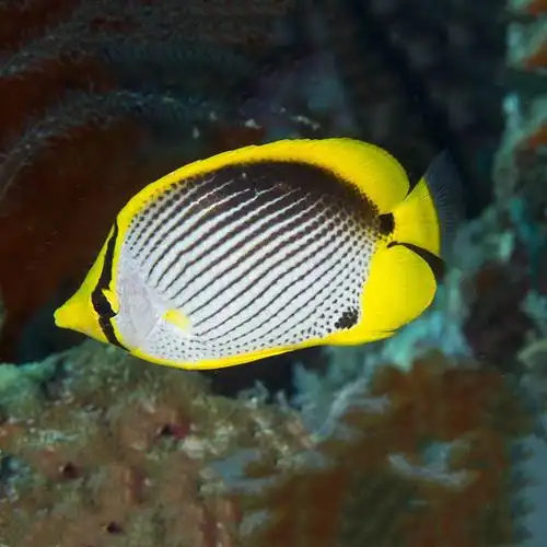 太阳鱼-特价促销-优惠券领取-价格|多少钱|什么牌子好-35优惠券网站