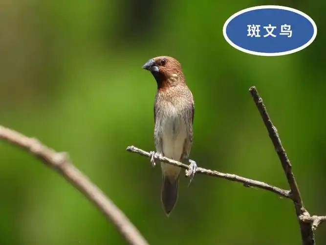 113斑文鸟scalybreastedmunia