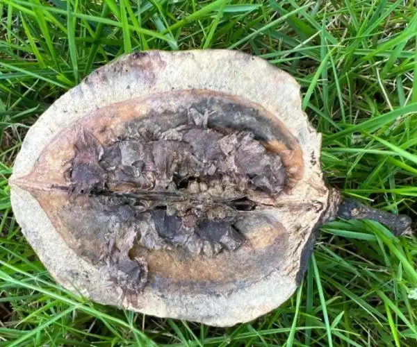 麻楝果子怎么吃和麻楝果实功效方面的知识,接下来小编为您详细解答