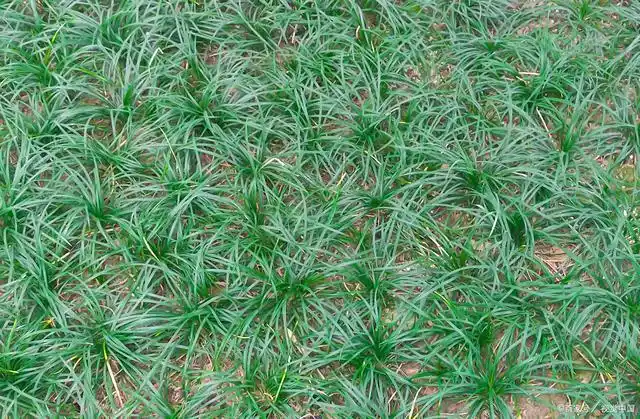 麦冬,既是一种中药材又是园林绿化作为地被植物的常用植物.