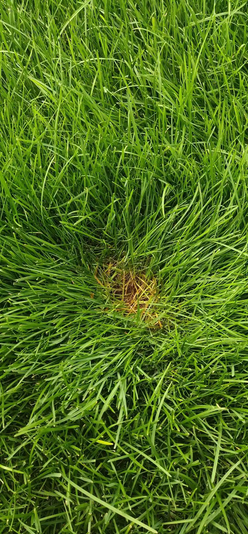 暖/冷季型草坪草(早熟禾高羊茅四季青剪股颖百慕大)的虫害防治