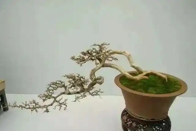 我是雕刻师两种临水式盆景的造型图解