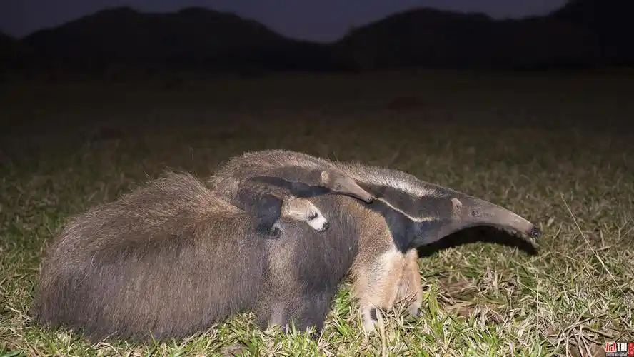 快看!大食蚁兽家族喜添萌宝,监控24小时记录成长