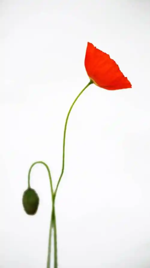 唯美鲜花白色背景