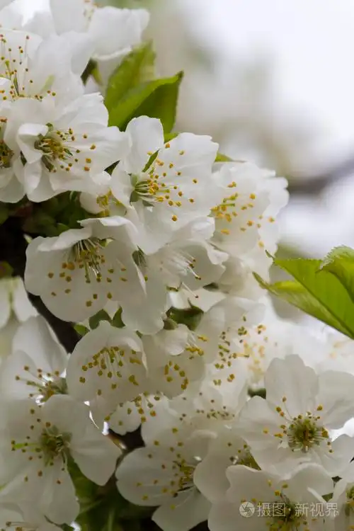 春天树枝上的白花照片-正版商用图片1n808w-摄图新视界