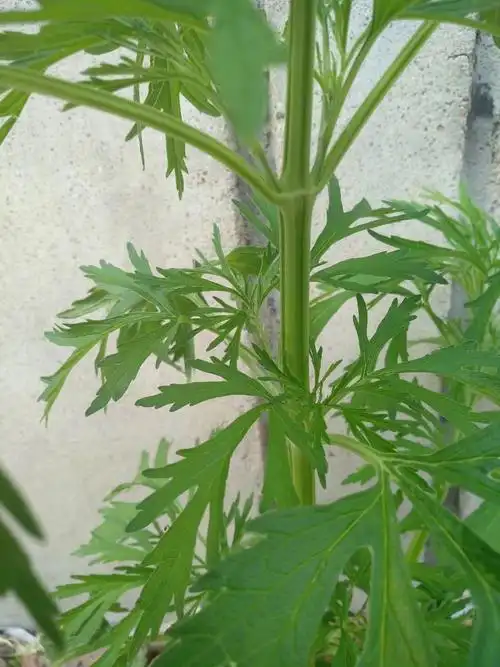 终于能叫出这些野花野草的名字了!