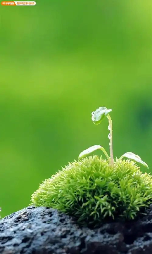 现代社会每个人都离不开手机,换几张绿色壁纸,让我们一起来养养眼吧!