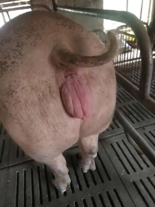 妊娠母猪快要下猪的母猪生殖器又红又大是什么情况求专家解答很急