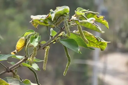 99再度看构树雄花(2)