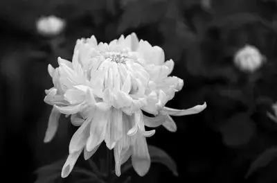 四,少先队员为烈士和去世同胞祈祷.