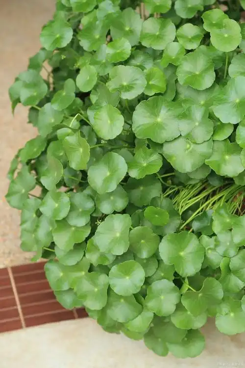 金钱草不仅具有很高的观赏价值,还具有一定的药用价值.