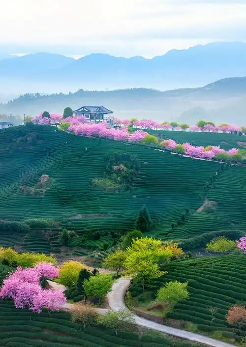 漳平市永福樱花园永福樱花园位于福建省龙岩市漳平市永福镇后盂村的