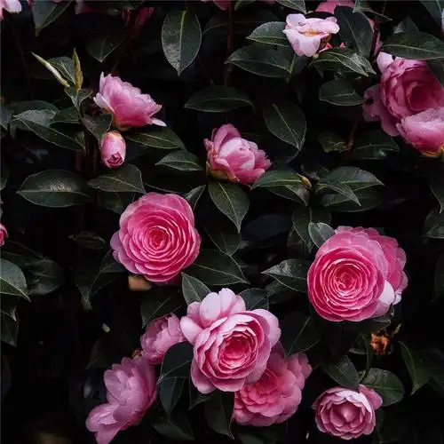 唯美花的头像 风景 清新 淡雅 花朝花暮_风景头像_头像屋