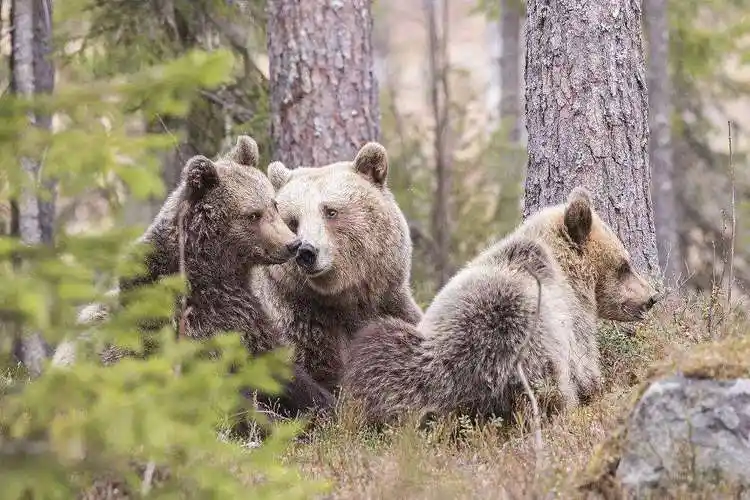 森林里的另一处地方,三只熊正在享受温馨的家庭时光.