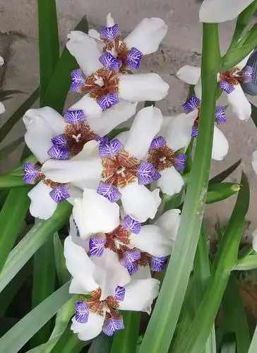 请欣赏鸢尾花又称新泽仙花玉蝴蝶,是极具观赏价值的景观植物.