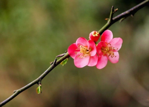 梅花有几个花瓣