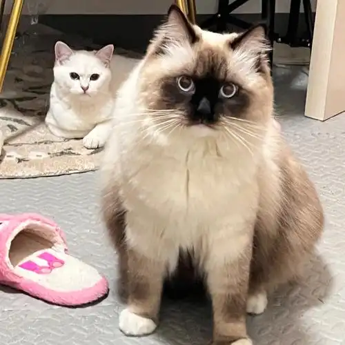 重点色布偶真的太可爱啦