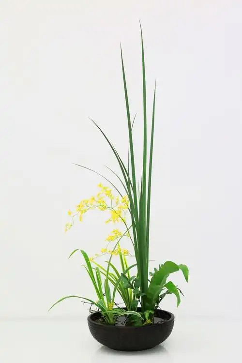 邂逅"花的世界" - 简书