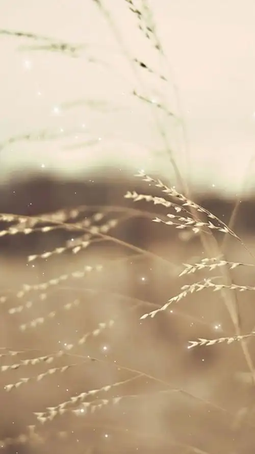 唯美暖色系列手机壁纸