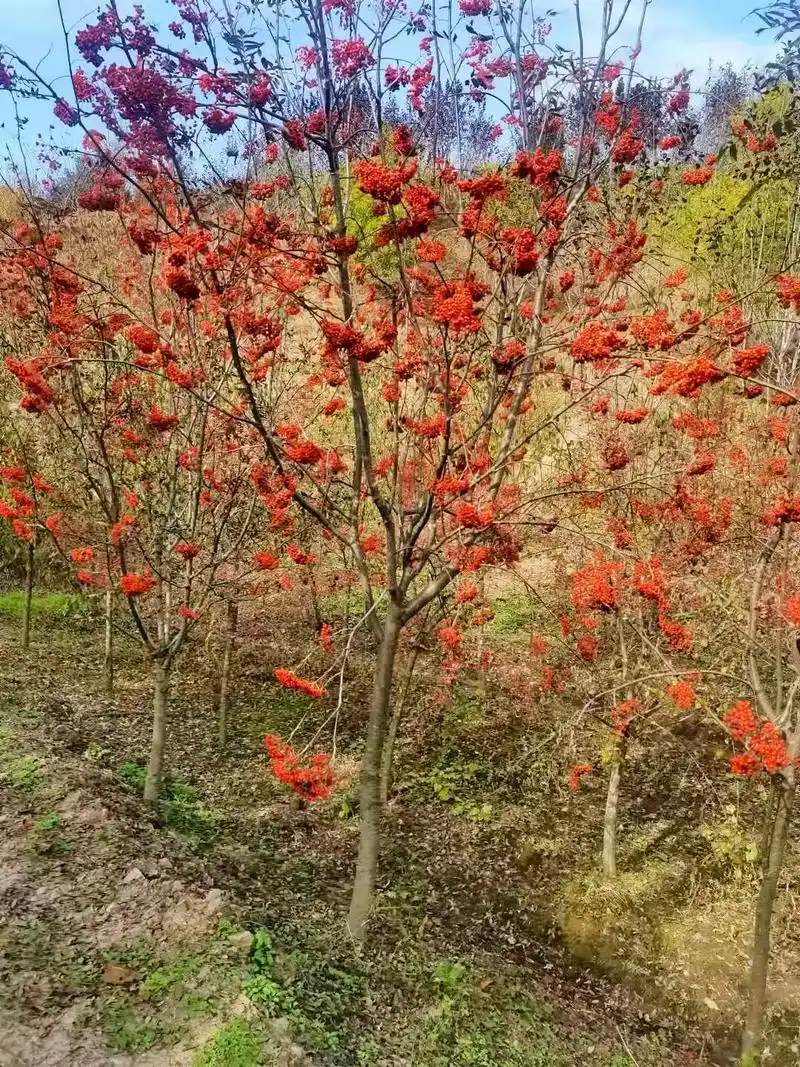美丽的百花花楸树!绿化界最美的树种!#园林绿化 #金牌苗木人 - 抖音