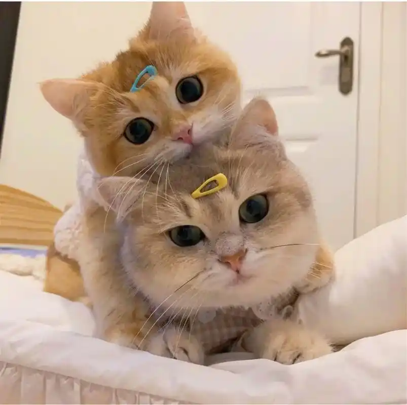 wechat情头/猫咪头像 小动物头像 还不和你家憨憨一起get情侣头像