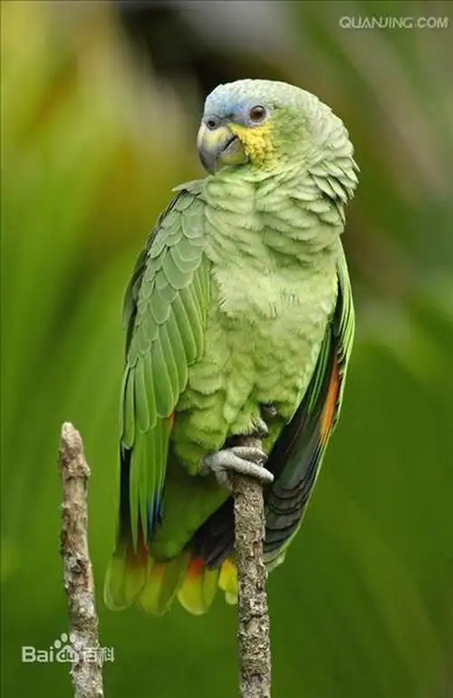 【动物世界】橙翅亚马逊鹦鹉