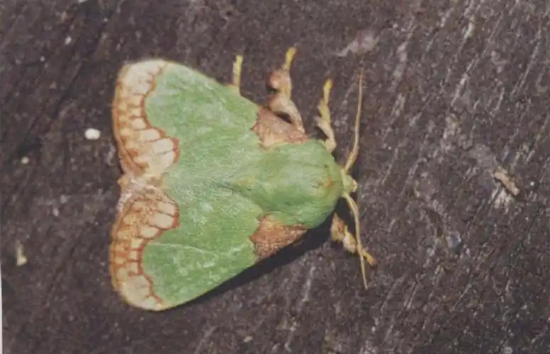 小时候农村常见的洋辣子,被蜇能疼哭,长大后变成了什么样?_腾讯新闻