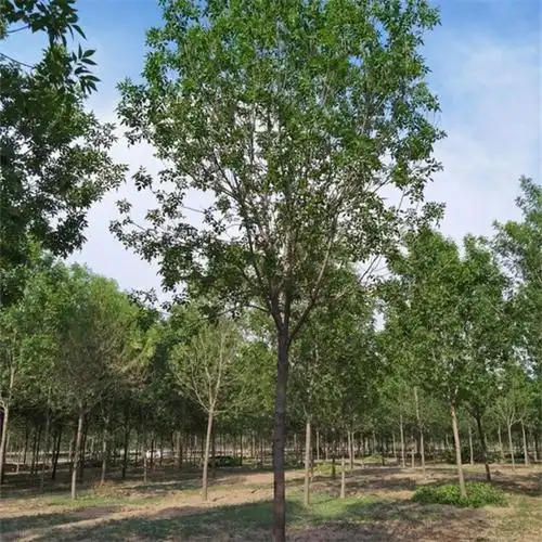 小叶白蜡别名天山白蜡是木犀科梣属落叶小乔木,进入生长期以后高可以