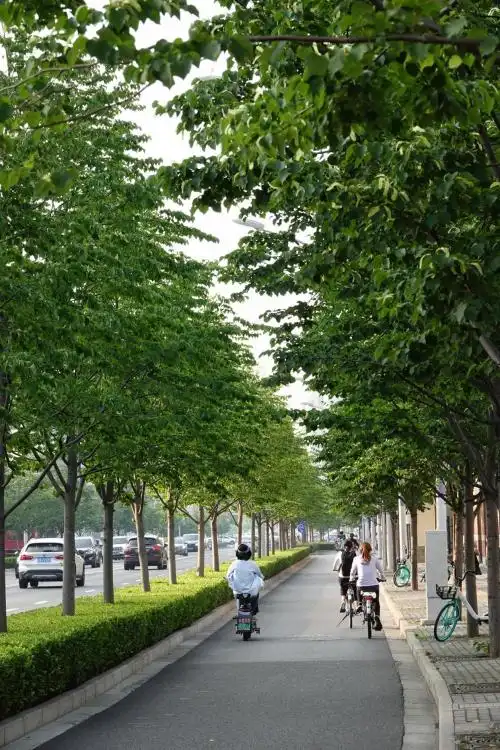 申城的行道树为什么会选择这些品种