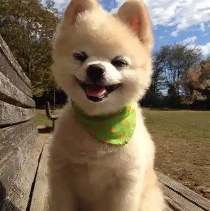 狗狗gif张嘴gif笑眯眯gif可爱gif蓝天gif