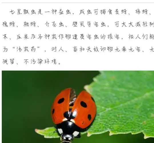 七星瓢虫,我们人类的小帮手——团三小二年三班志趣课堂进行时