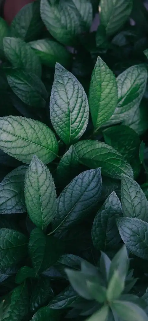 最新超清护眼手机壁纸(100张绿色护眼手机壁纸)(52)