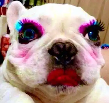 给狗狗化个妆,是一种怎样的搞笑体验?有网友表示:太美了!