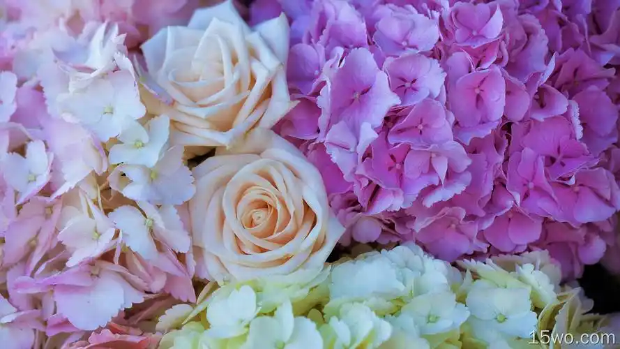 pastel pink flower white flower 高清壁纸 5120x2880壁纸 小清新