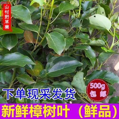 新鲜香樟树叶子 现采樟叶 500克包邮 樟树枝扭伤筋驱蚊止痒香樟叶