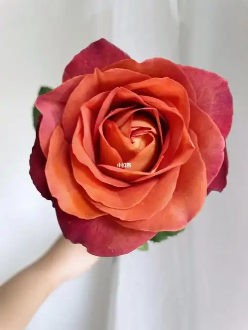 day19 日识一花|咖啡时间玫瑰 coffee break