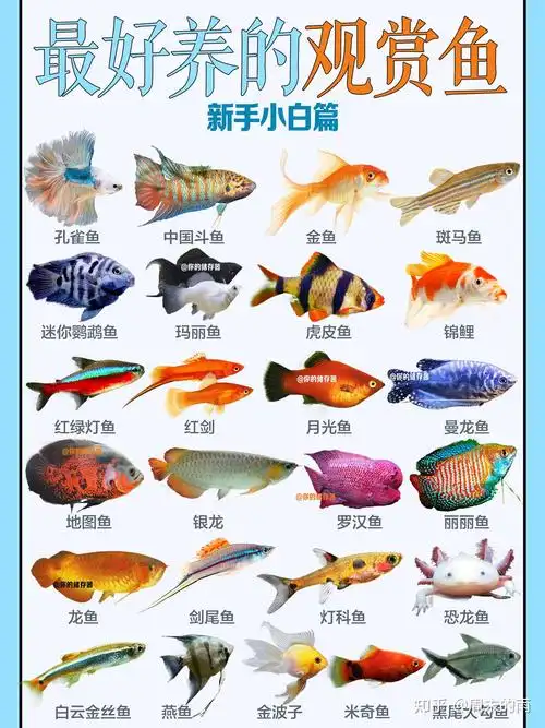 新手适合养什么鱼怎么养