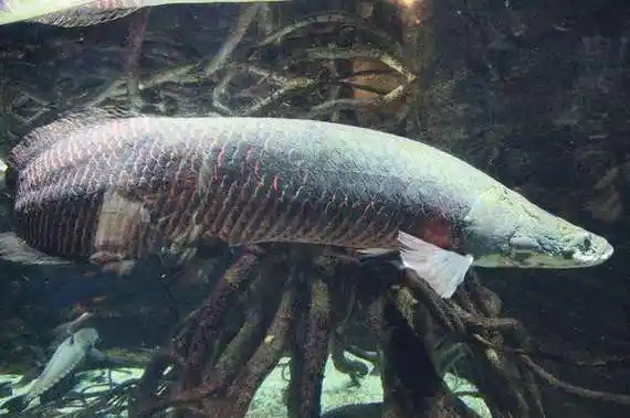 巨骨舌鱼如此笨为何仍能存活上亿年科学家成年人也打不过它