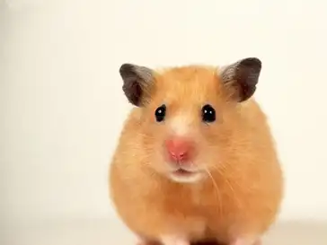 仓鼠死掉,那是因为你没有注意这几点,才酿成了大错!