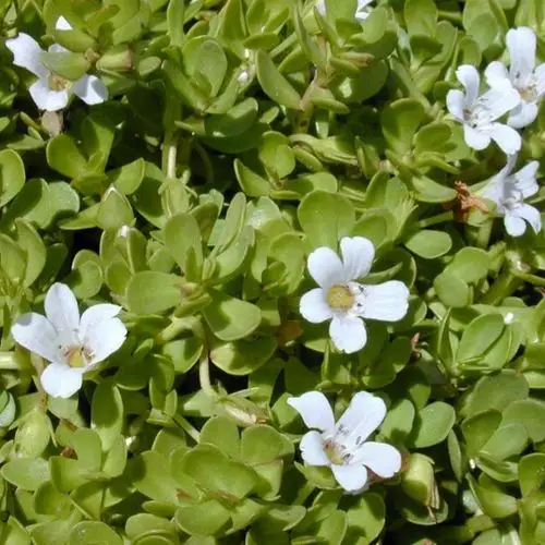 假马齿苋粉白花猪母菜粉假马齿苋纯粉