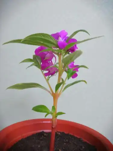 我种的凤仙花开花了