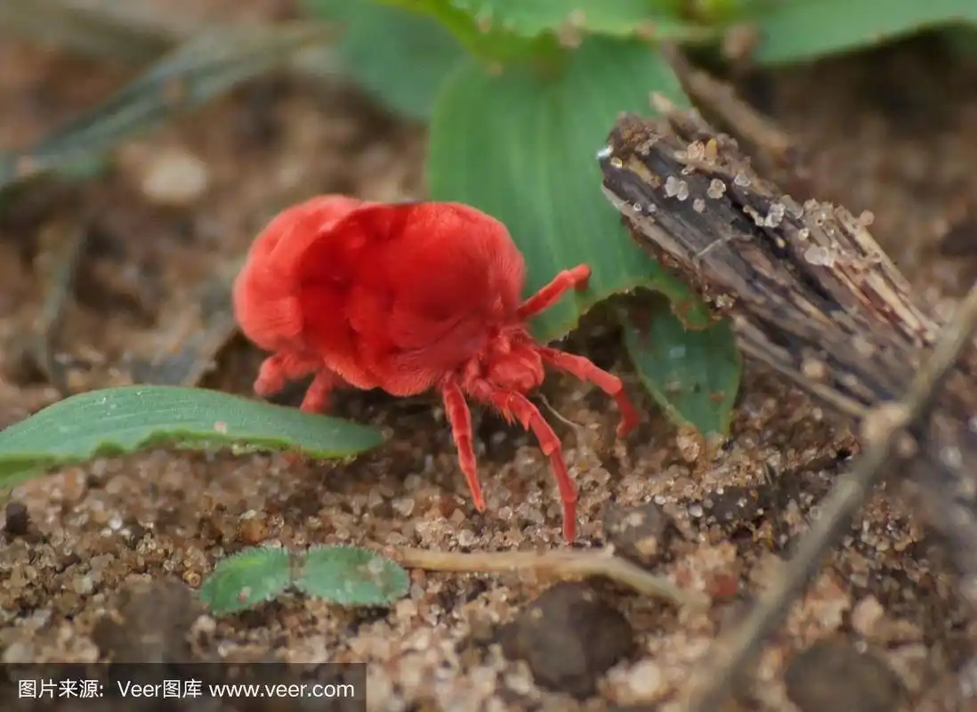 明亮,蜱,红色,水平画幅,无人