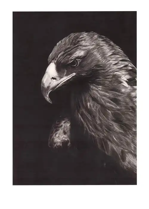 鹰无象美术精微素描系列作品
