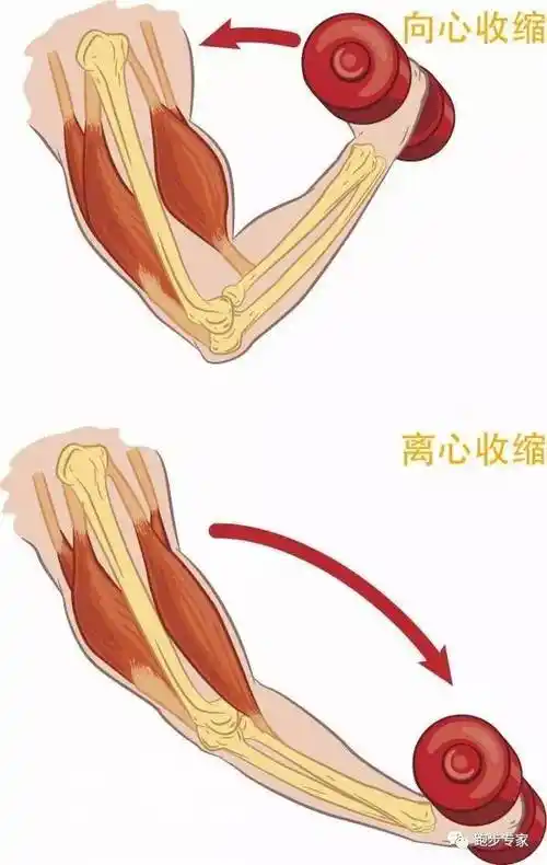 比如直臂,手里拿一个哑铃,慢慢屈臂的过程离心收缩是指肌肉在延长的