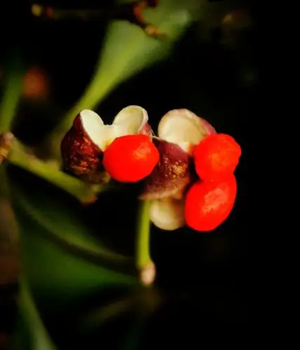 冬青卫矛的果实