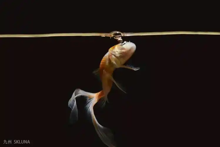 纯黑背景金鱼拍摄过程全解析_凤凰网科技_凤凰网