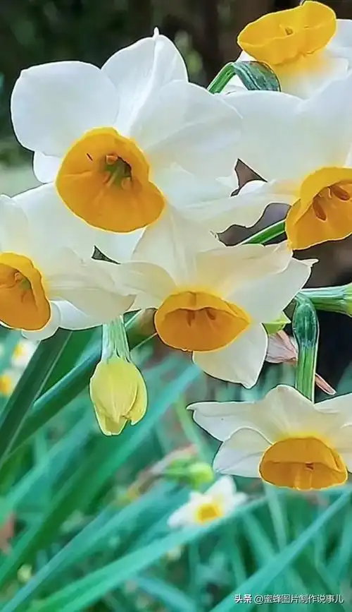 鲜花,因盛开而芬芳,因走过而醉人(雨后玫瑰花图片唯美壁纸) - 冷求网