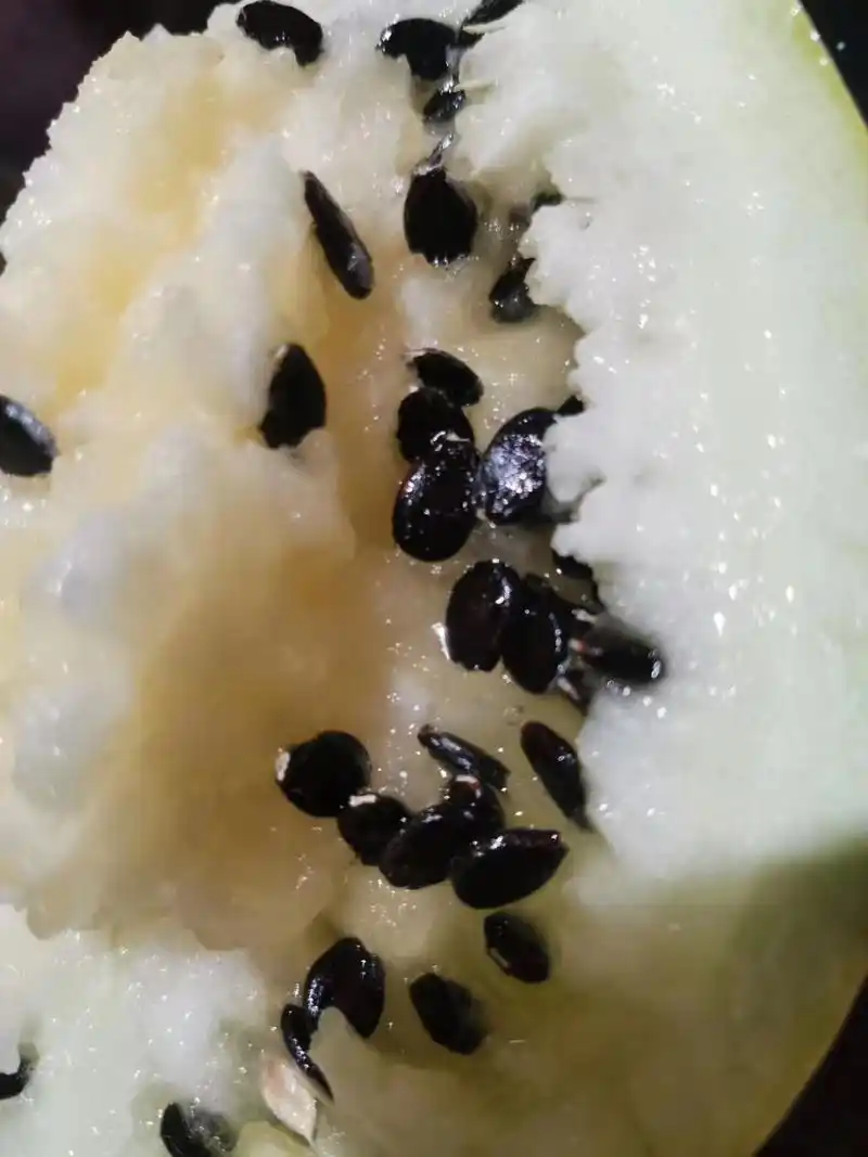 我为自己家乡代言: 籽瓜生长在我的家乡甘肃靖远高湾