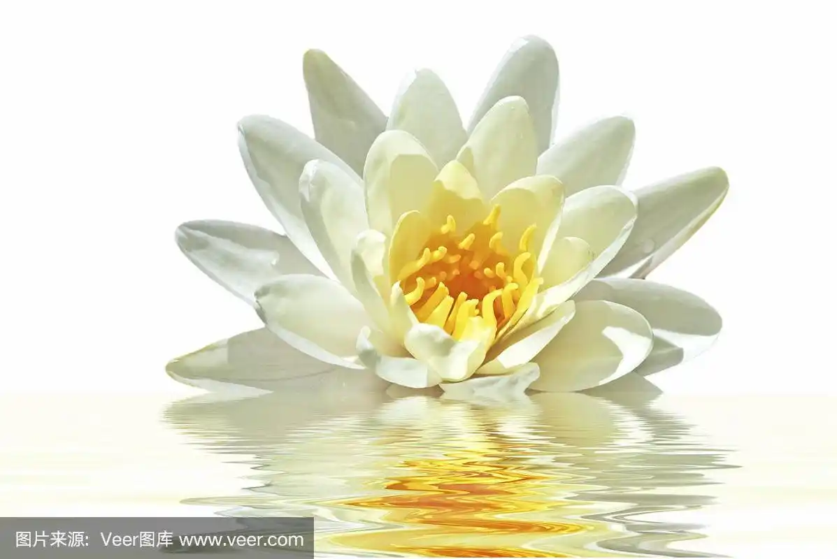 水中漂浮着一朵白莲花,倒影在水中